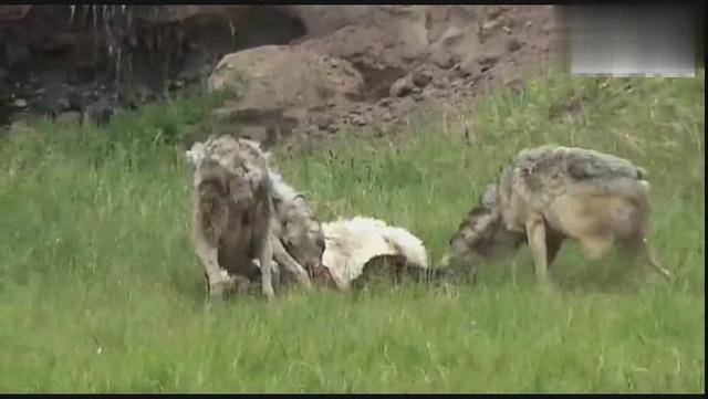 小灰狼快递单打印软件 破解 小灰狼快递单打印软件