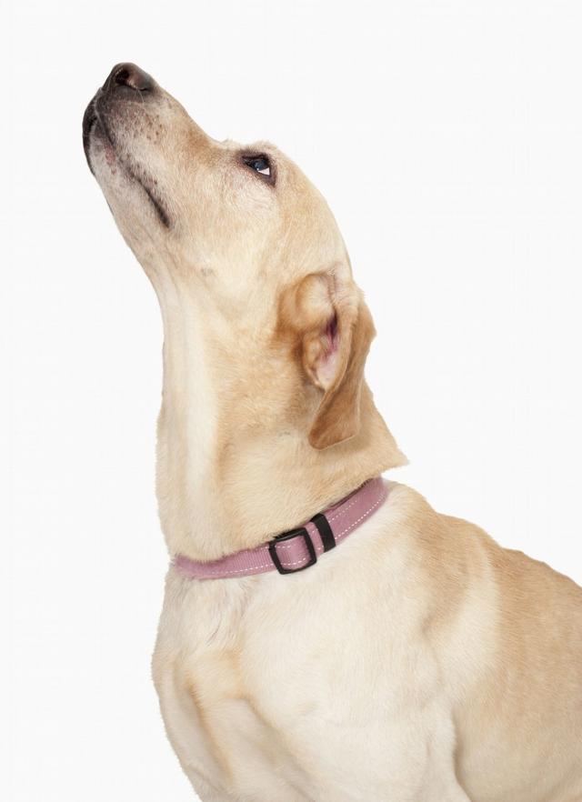 能和狗沟通的软件 狗狗沟通交流器