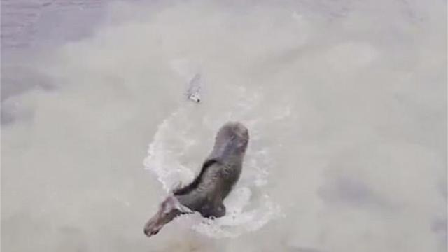 小灰狼快递单打印软件 快递单打印软件哪个好