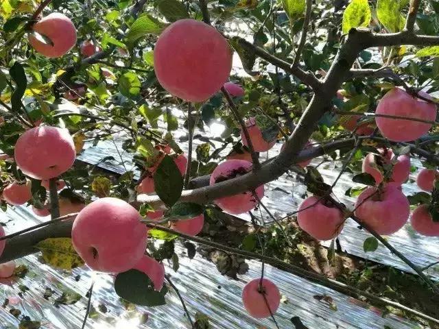 苹果软件源在哪 苹果手机去哪里维修