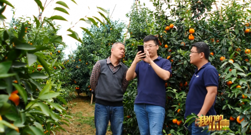 芒种不再“盲”，当广西农民用起了AI来脱贫