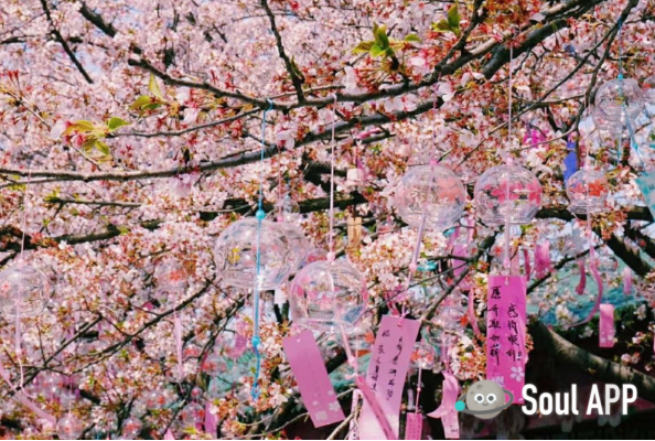 姹紫嫣红春天来了！Soul举办“花”主题摄影大赛