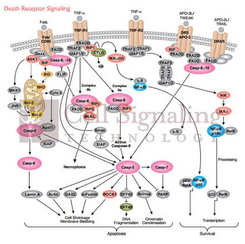 CST赛信通关于Death Receptor Signaling信号通路图