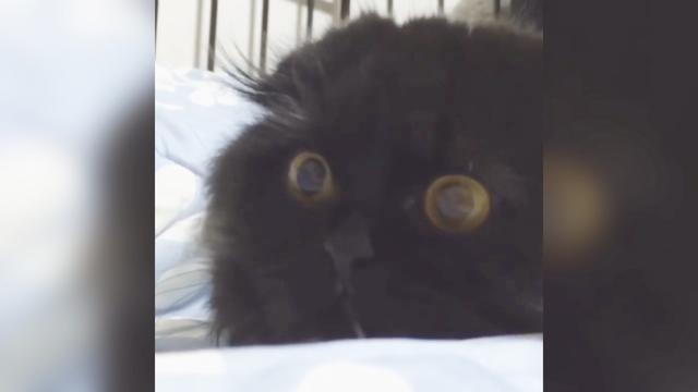 让眼睛变颜色的软件 怎么让眼睛变颜色