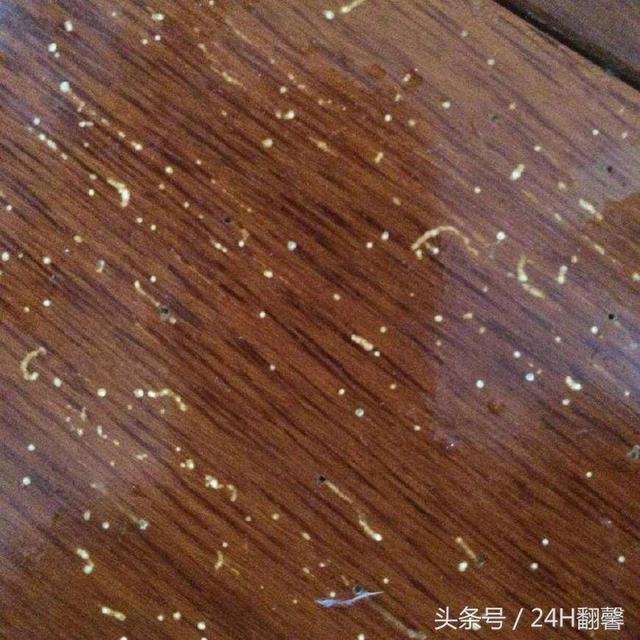 地上都是虫子的软件 我们都是阴沟里的虫子