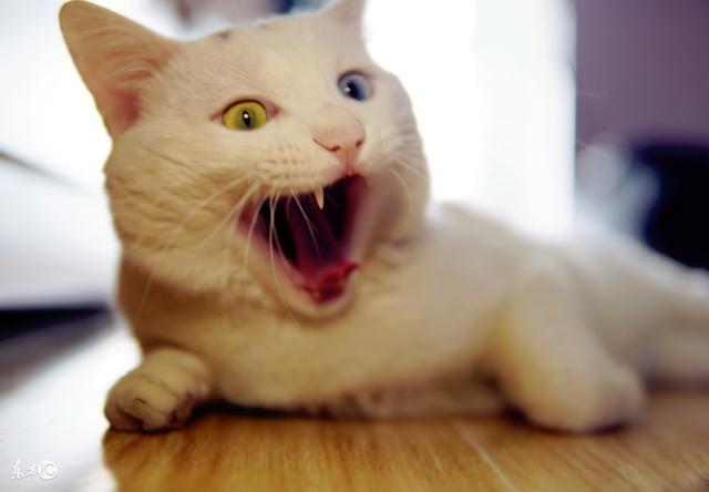 猫咪软件参数有误 猫咪email参数有误