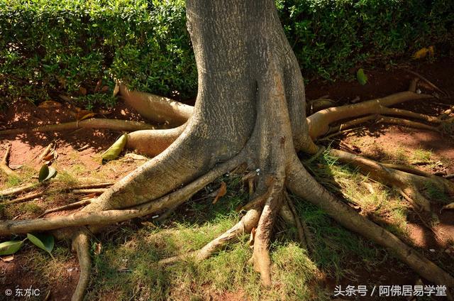 带干支的万年历软件 万年历查询日干支