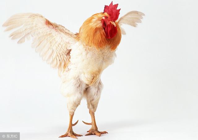 可以找附近鸡店的软件