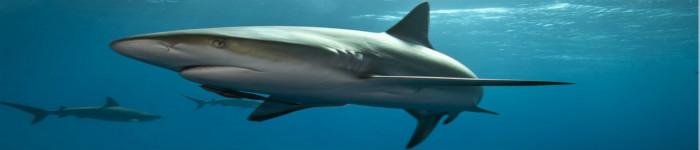 如何在Wireshark确定数据集?