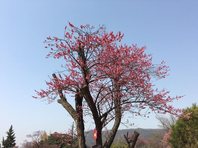 iphone压缩动图软件