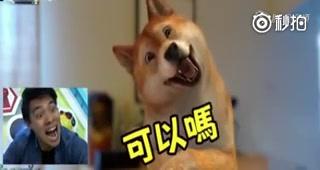 狗模仿人表情的软件 猴子模仿人表情的软件