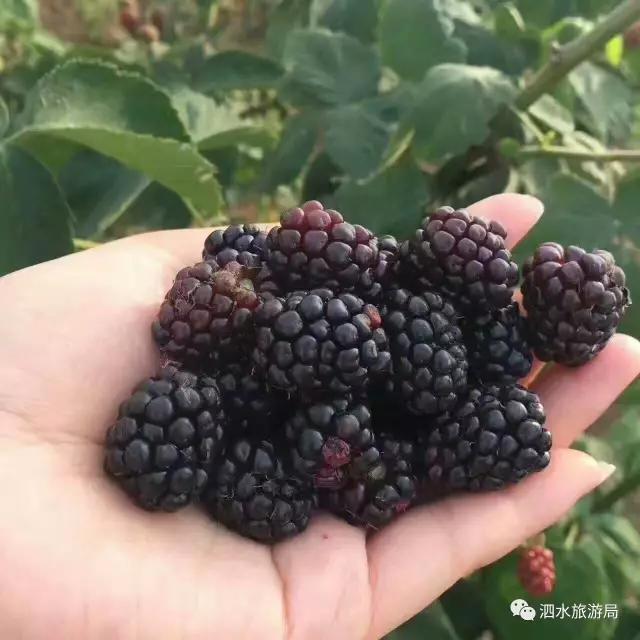 黑莓安装的软件在哪里 黑莓如何安装安卓软件