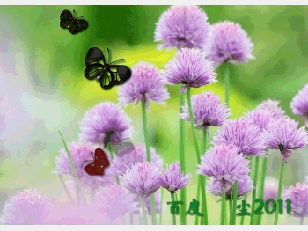 flash怎么制作很多蝴蝶在在花层中翩翩起舞的动画