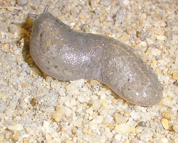 俗名:蜒蚰,鼻涕虫,托胎虫,鼻泪虫,软蛭无壳软体动物,像一陀鼻涕现生